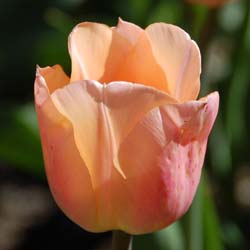 tulipe hative -abricot beauty